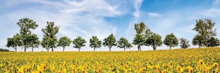 The Fascination Of Sunflowers