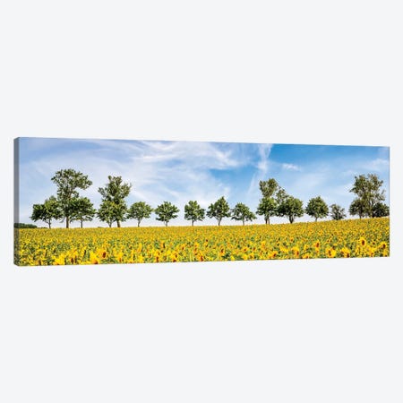 The Fascination Of Sunflowers Canvas Print #MEV786} by Melanie Viola Canvas Wall Art