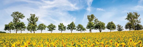 Canvas Print: The Fascination Of Sunflowers by Melanie Viola
