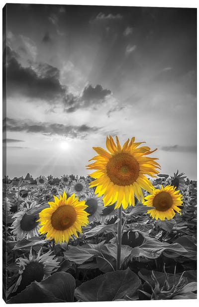 Yellow Pop Sunflowers Canvas Art Print - Macro Photography