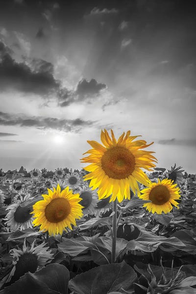 Fine Art Print: Yellow Pop Sunflowers by Melanie Viola