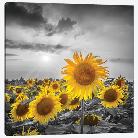 Sunflower Field Yellow Color Pop Canvas Print #MEV795} by Melanie Viola Art Print