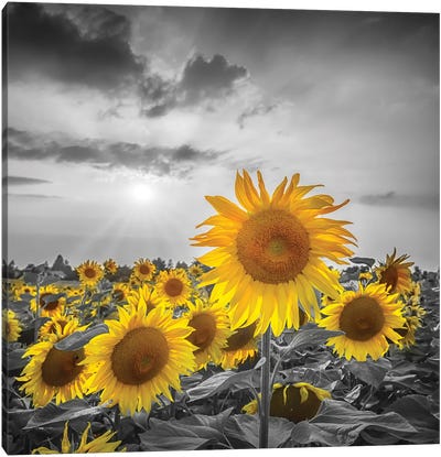 Sunflower Field Yellow Color Pop Canvas Art Print - Macro Photography