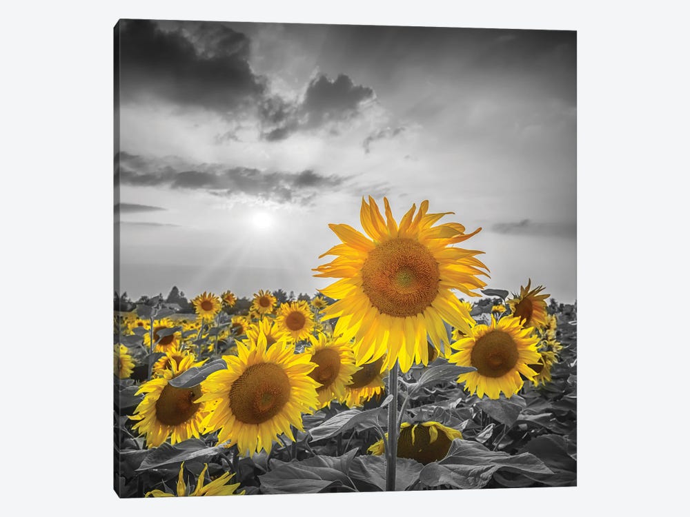 Sunflower Field Yellow Color Pop by Melanie Viola 1-piece Canvas Print