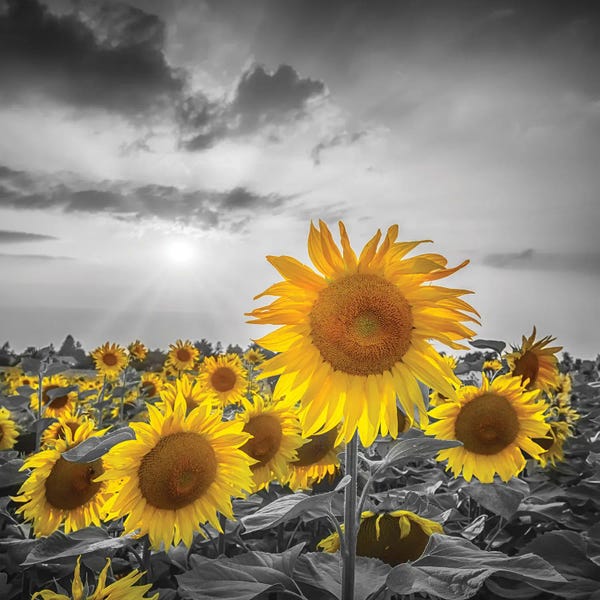 Fine Art Print: Sunflower Field Yellow Color Pop by Melanie Viola