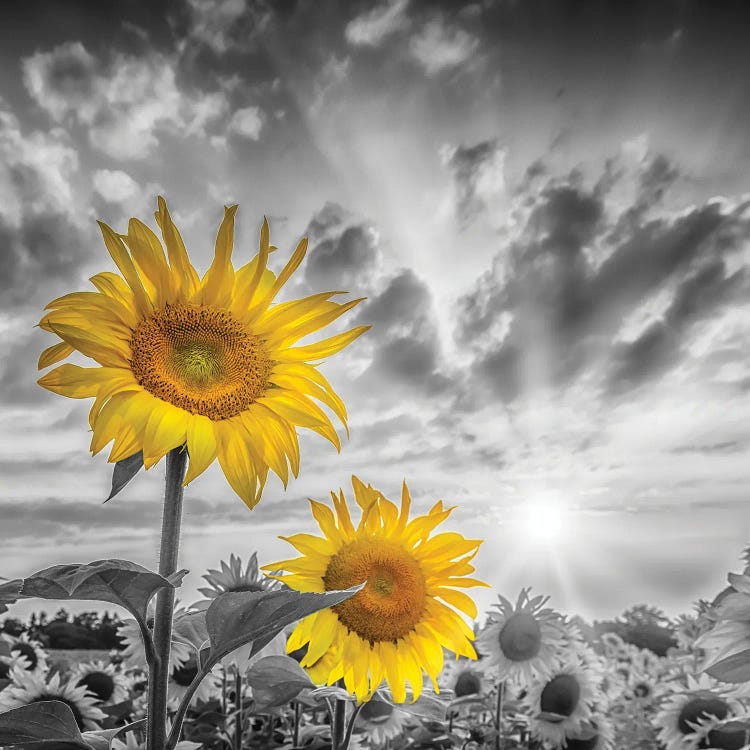 Focus On Two Sunflowers