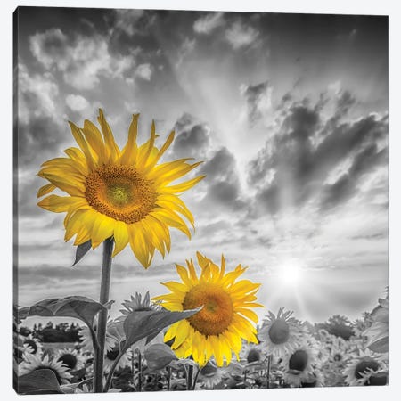 Focus On Two Sunflowers Canvas Print #MEV796} by Melanie Viola Art Print