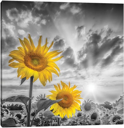 Focus On Two Sunflowers Canvas Art Print - Melanie Viola