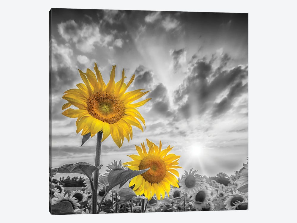 Focus On Two Sunflowers by Melanie Viola 1-piece Canvas Artwork