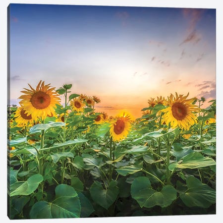 Sunflowers - Lovely Evening Mood Canvas Print #MEV799} by Melanie Viola Canvas Wall Art