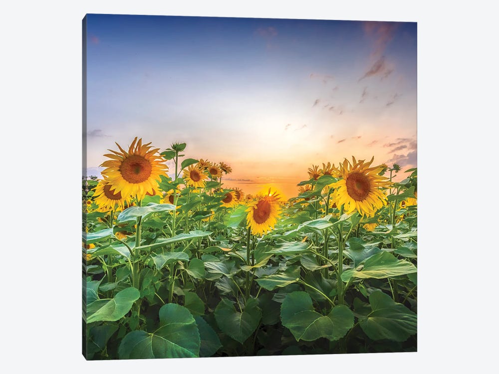 Sunflowers - Lovely Evening Mood by Melanie Viola 1-piece Canvas Print