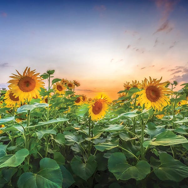 Fine Art Print: Sunflowers - Lovely Evening Mood by Melanie Viola
