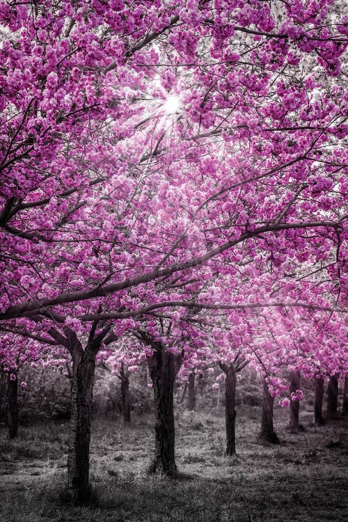 Cherry Blossoms In Sunlight