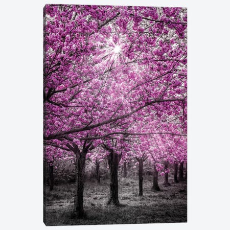 Cherry Blossoms In Sunlight Canvas Print #MEV926} by Melanie Viola Canvas Art