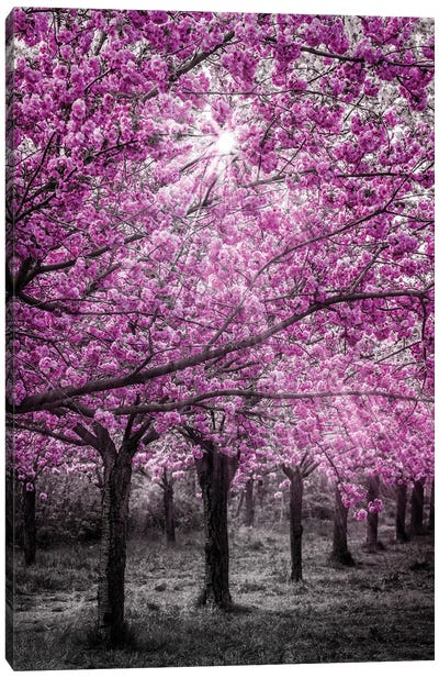 Cherry Blossoms In Sunlight Canvas Art Print - Cherry Tree Art