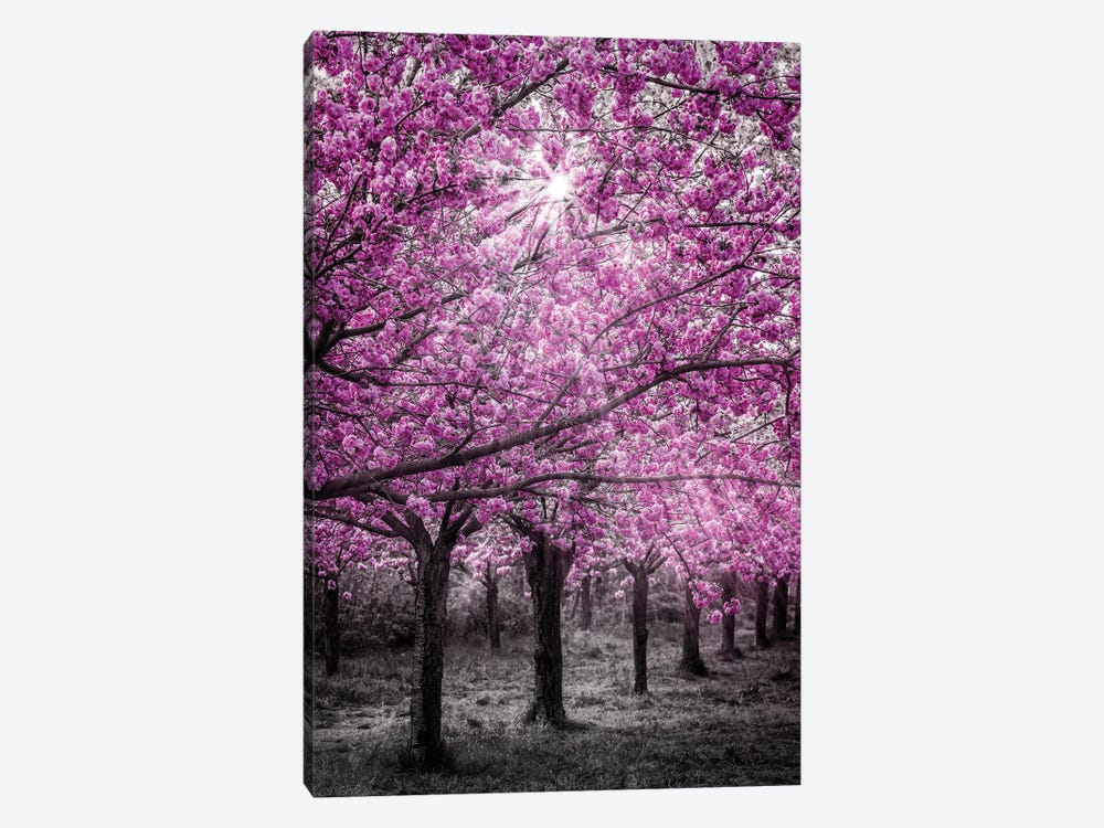 Cherry Blossoms In Sunlight by Melanie Viola 1-piece Canvas Art