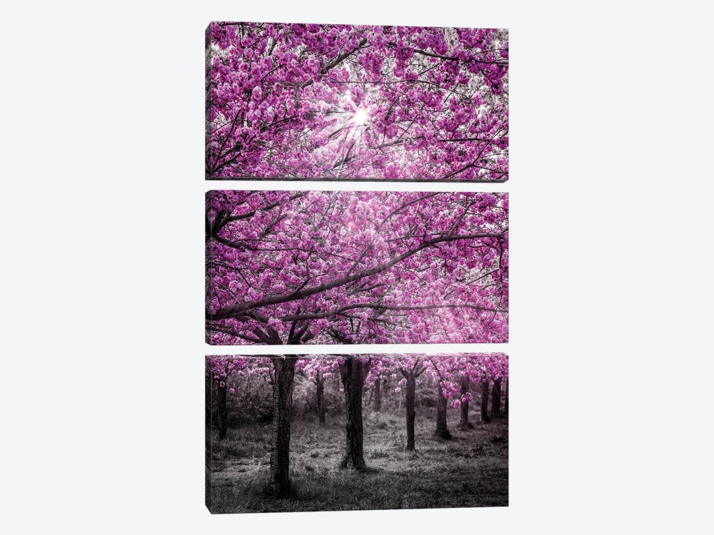 Cherry Blossoms In Sunlight by Melanie Viola 3-piece Canvas Artwork