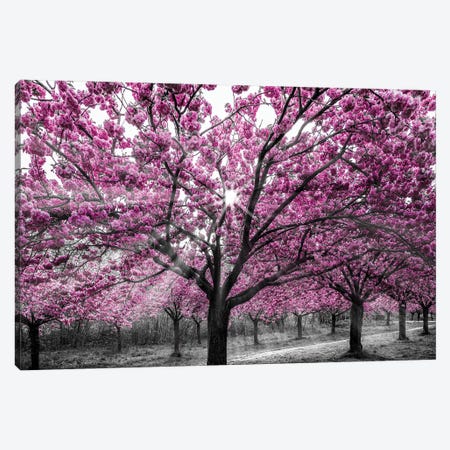 Cherry Blossoms With Sunrays Canvas Print #MEV928} by Melanie Viola Canvas Print