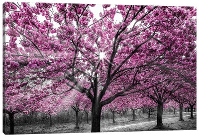 Cherry Blossoms With Sunrays Canvas Art Print - Cherry Blossom Art