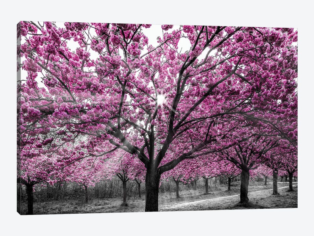 Cherry Blossoms With Sunrays by Melanie Viola 1-piece Canvas Artwork
