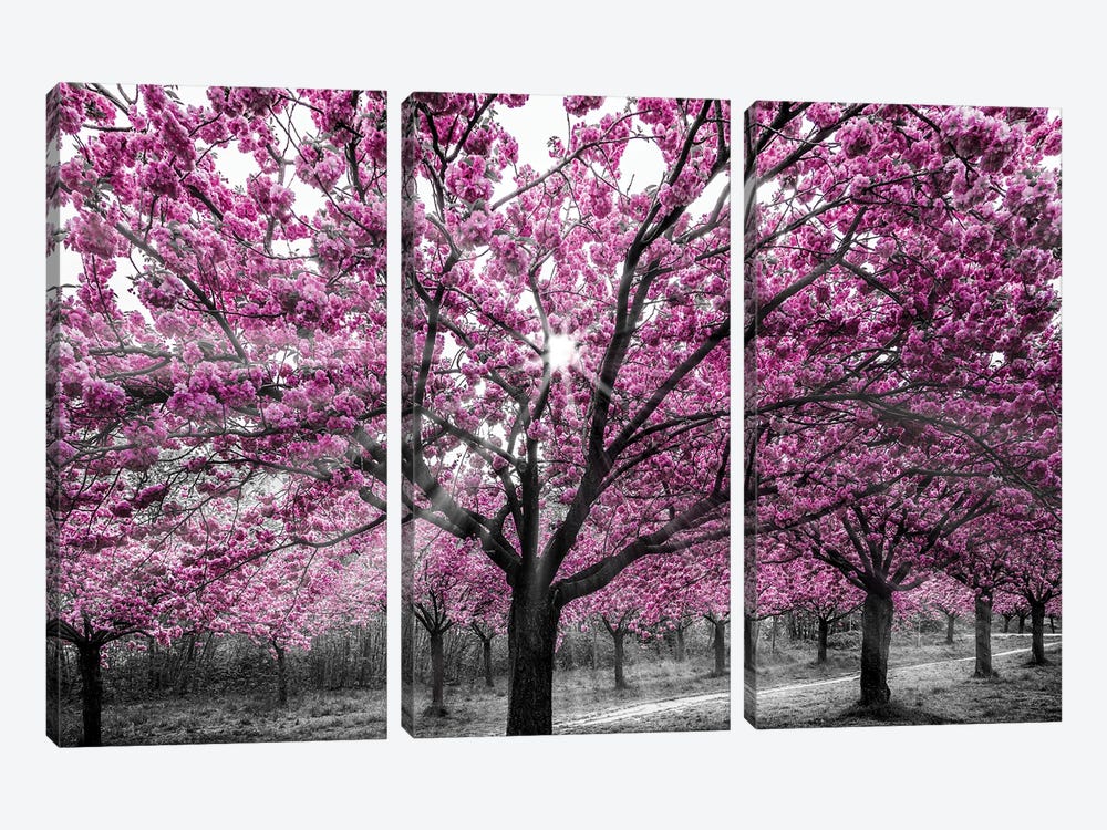Cherry Blossoms With Sunrays by Melanie Viola 3-piece Canvas Artwork
