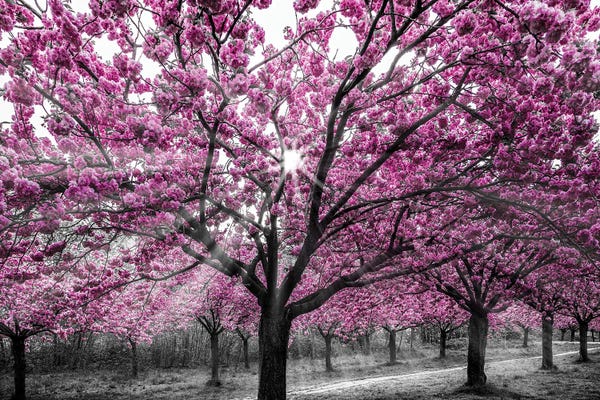 Cherry Trees: Cherry Blossoms With Sunrays by Melanie Viola
