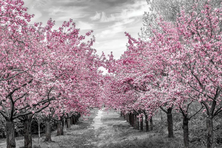 Charming Cherry Blossom Alley