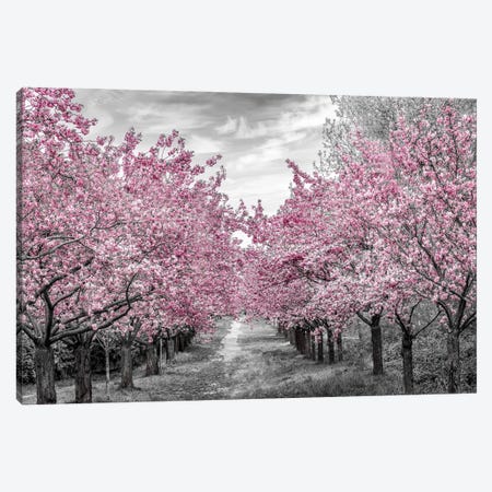 Charming Cherry Blossom Alley Canvas Print #MEV929} by Melanie Viola Canvas Print