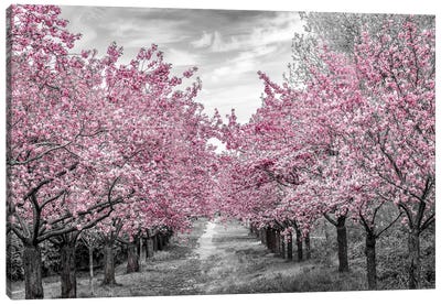 Charming Cherry Blossom Alley Canvas Art Print - Black & White Photography