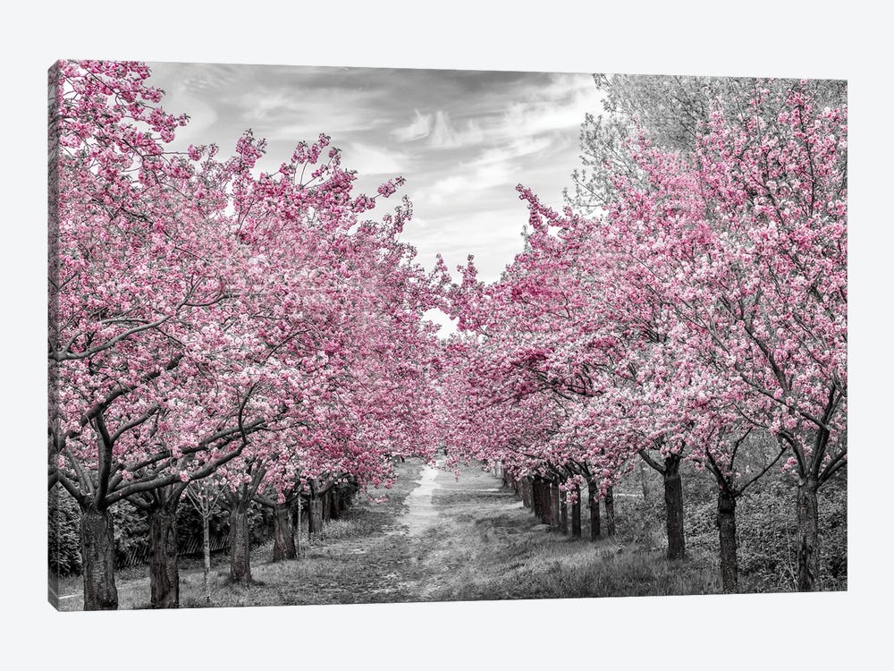 Charming Cherry Blossom Alley by Melanie Viola 1-piece Canvas Art Print