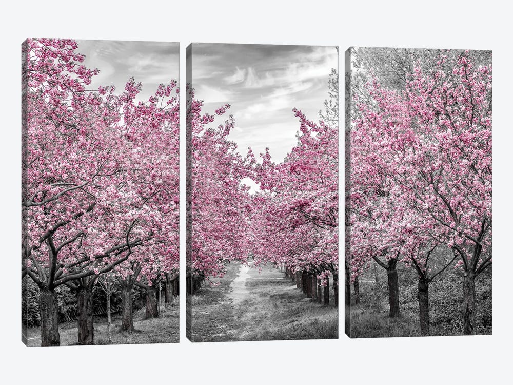 Charming Cherry Blossom Alley by Melanie Viola 3-piece Canvas Art Print