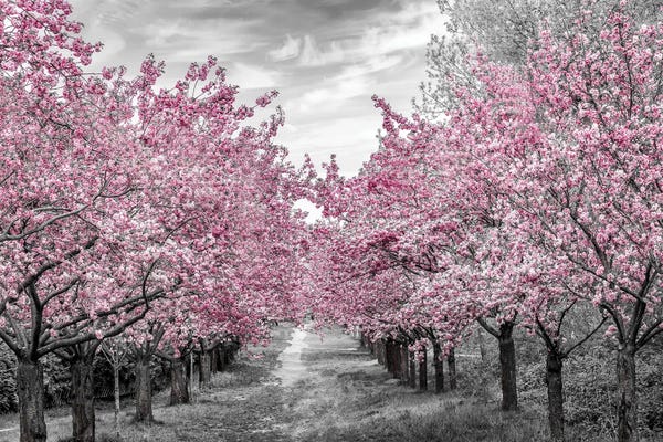 Large Photography - Canvas Prints: Charming Cherry Blossom Alley by Melanie Viola