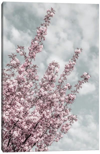 Cherry Blossoms With Sky View Canvas Art Print - Cherry Blossom Art