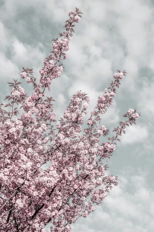 Cherry Blossoms With Sky View