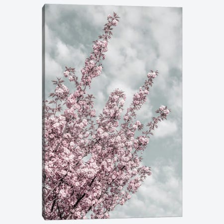 Cherry Blossoms With Sky View Canvas Print #MEV930} by Melanie Viola Canvas Art