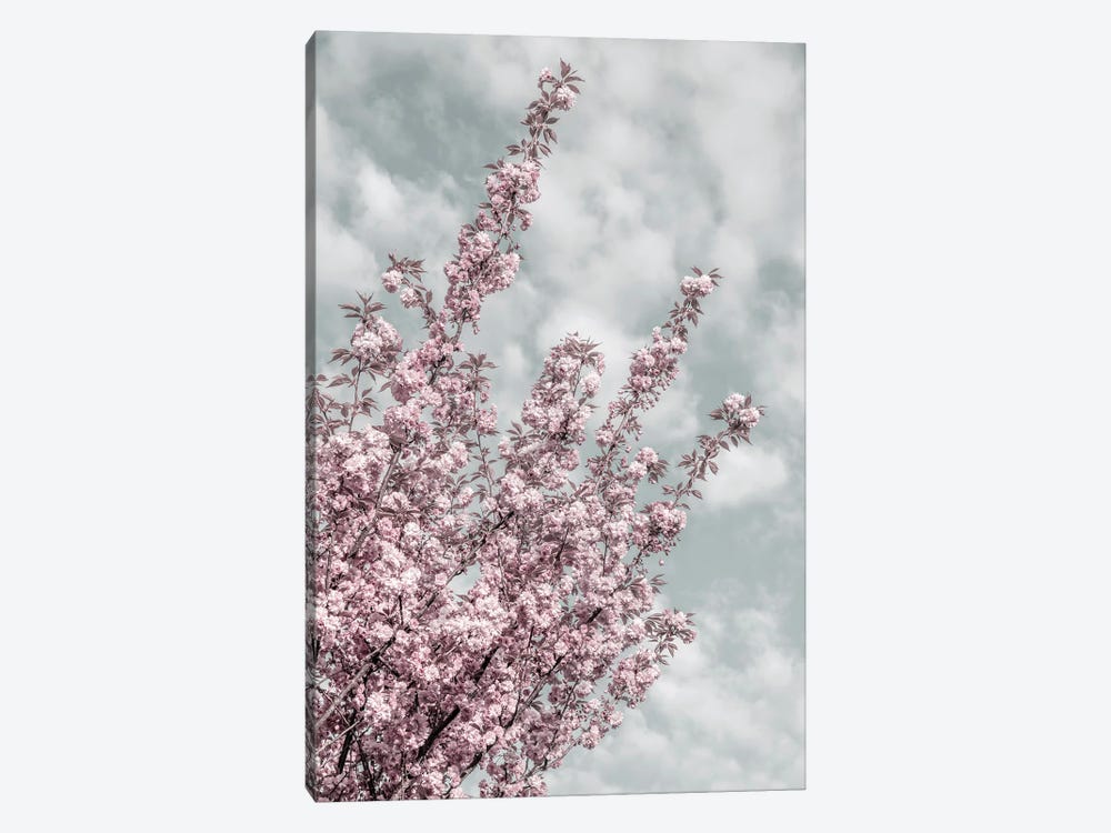 Cherry Blossoms With Sky View by Melanie Viola 1-piece Canvas Art Print