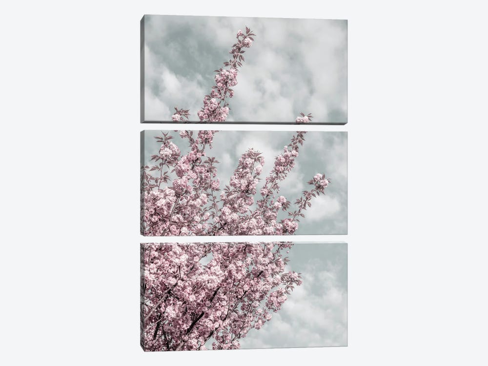 Cherry Blossoms With Sky View by Melanie Viola 3-piece Art Print