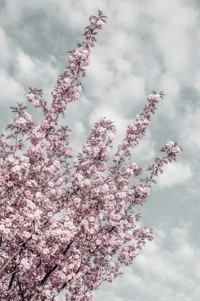 Blossoms: Cherry Blossoms With Sky View by Melanie Viola