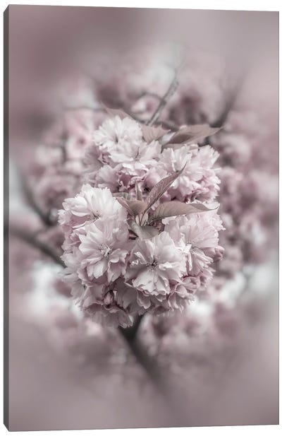 Cherry Blossoms In Detail Canvas Art Print - Cherry Blossom Art