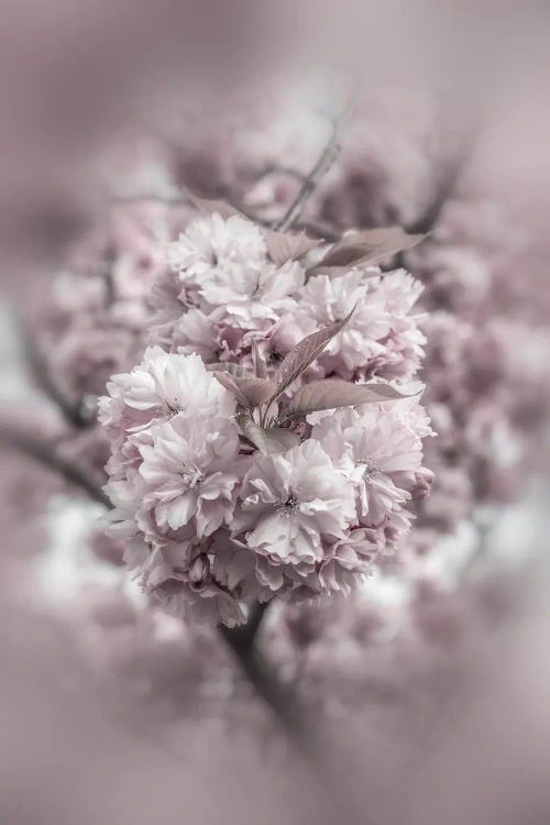 Cherry Blossoms In Detail