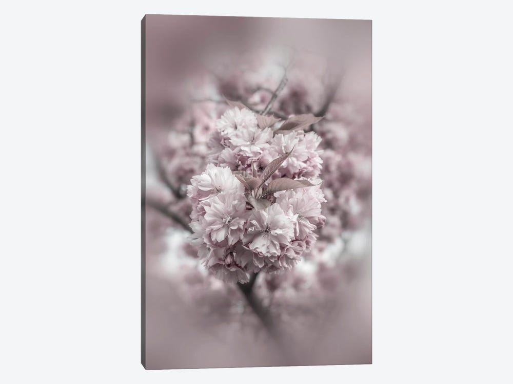 Cherry Blossoms In Detail by Melanie Viola 1-piece Canvas Wall Art