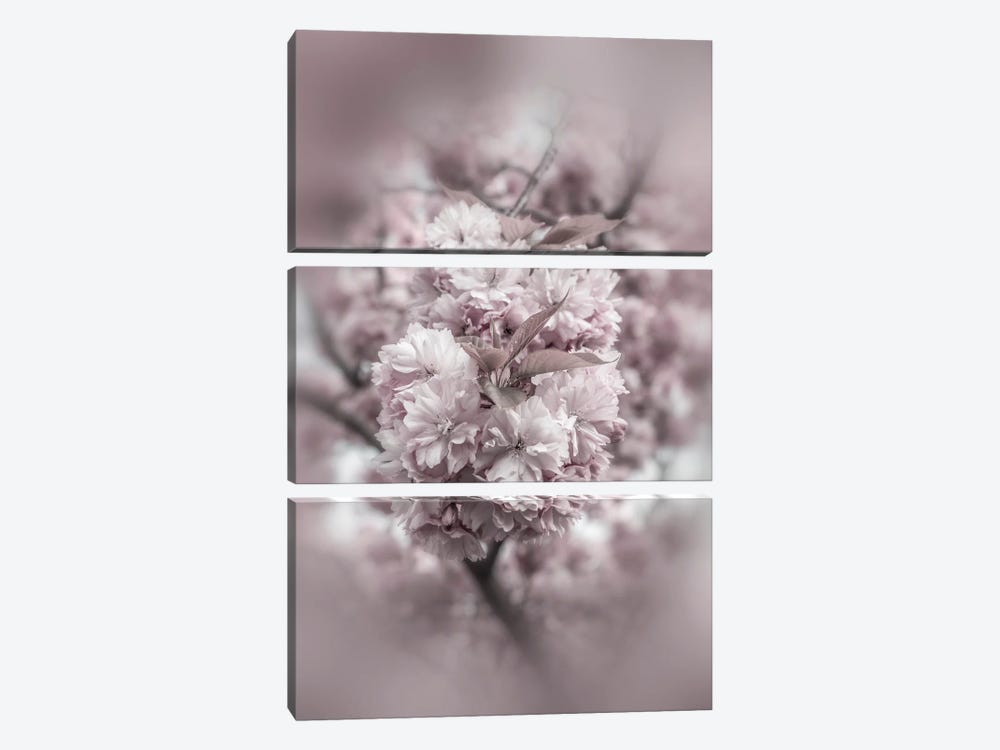 Cherry Blossoms In Detail 3-piece Canvas Artwork