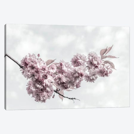 Cherry Blossoms And Sky Canvas Print #MEV932} by Melanie Viola Canvas Artwork