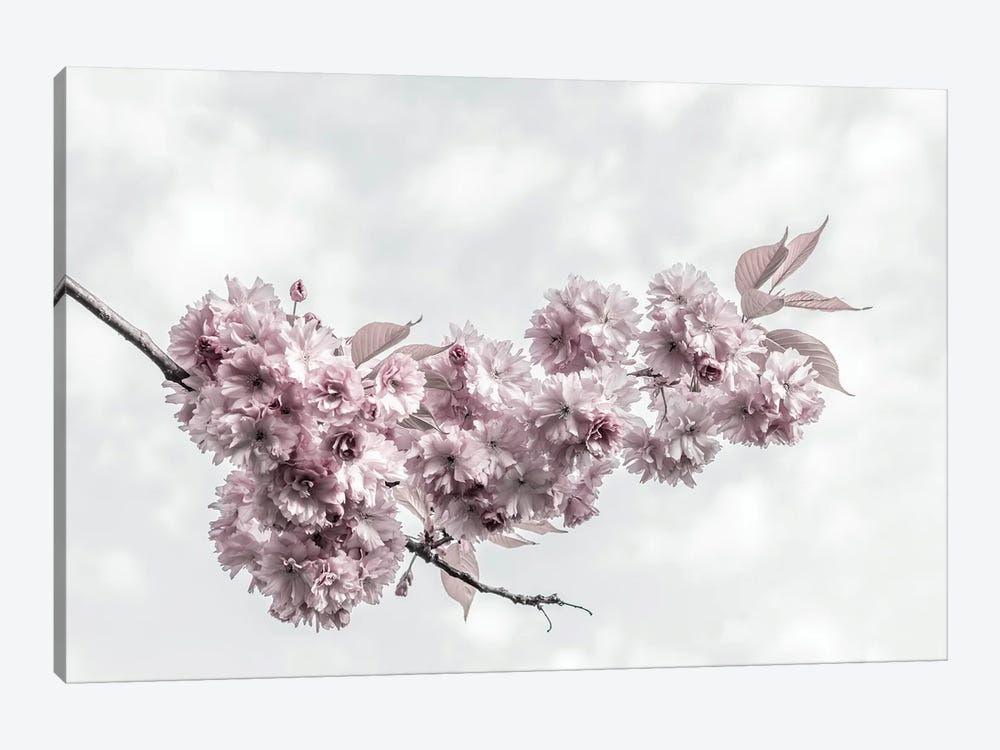 Cherry Blossoms And Sky by Melanie Viola 1-piece Canvas Art Print