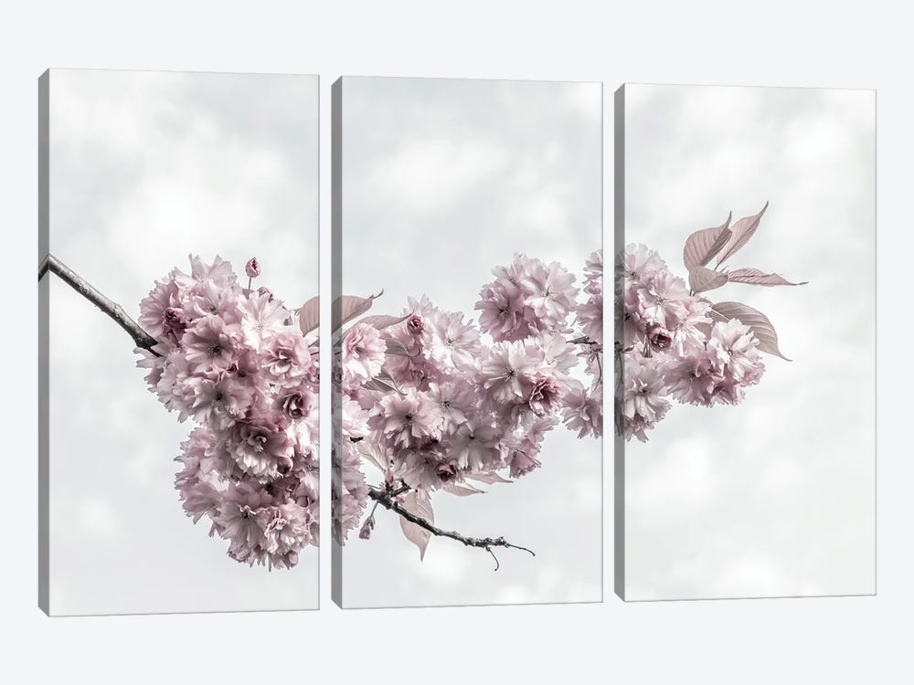 Cherry Blossoms And Sky by Melanie Viola 3-piece Canvas Print
