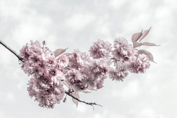 Cherry Blossoms: Cherry Blossoms And Sky by Melanie Viola