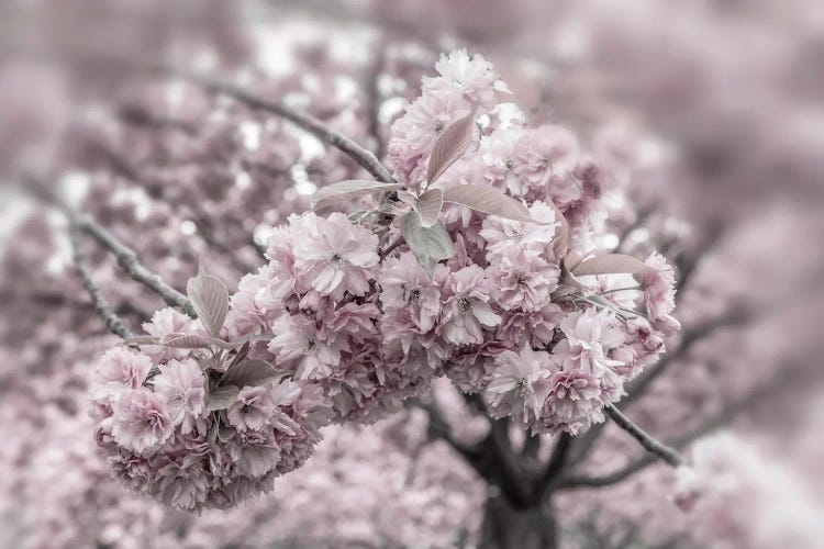 Delicate Cherry Blossoms Close-Up