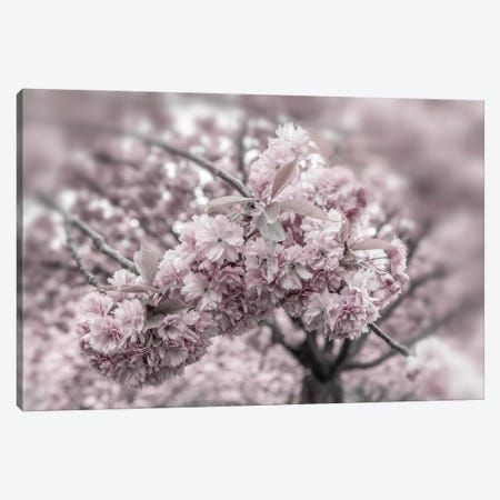 Delicate Cherry Blossoms Close-Up Canvas Print #MEV933} by Melanie Viola Canvas Wall Art