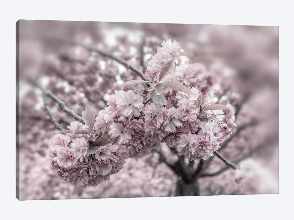 Delicate Cherry Blossoms Close-Up by Melanie Viola 1-piece Canvas Wall Art