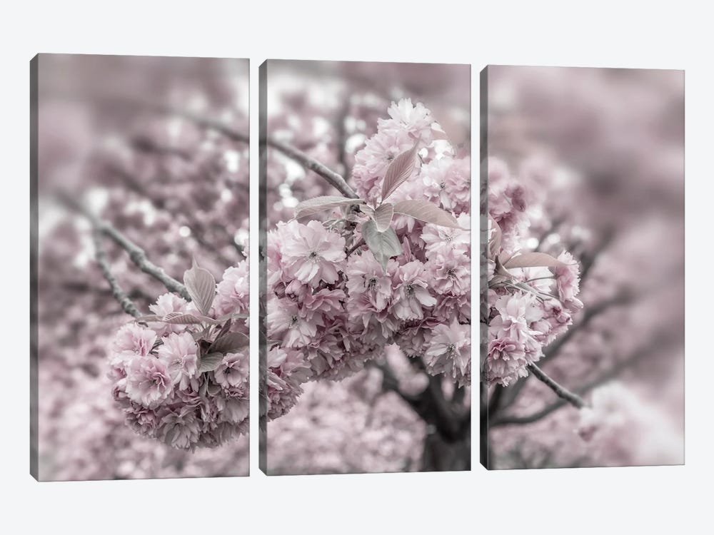 Delicate Cherry Blossoms Close-Up by Melanie Viola 3-piece Canvas Wall Art